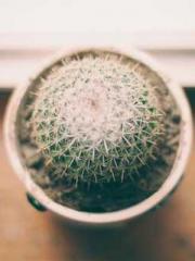 Cultivating My Empre