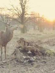 lt;Diga: From Jetton