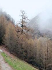 Fu Zi Mo Qin Luo Yan