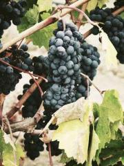 The Poisonous Doctor