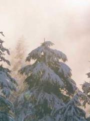 Saintly Gate Venerab