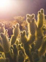 lt;Diga: From Jetton