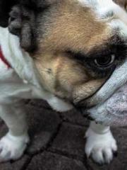 Shen Ning, Ran, Bo J